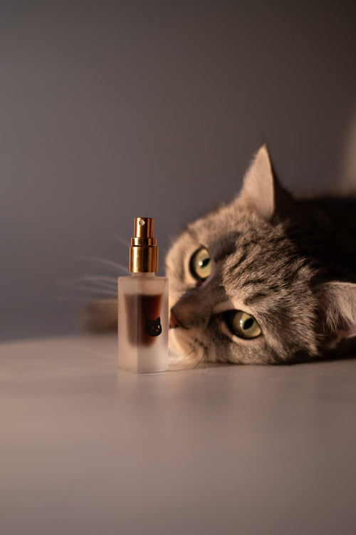 Katzenminze Essenz - Opuss Studio