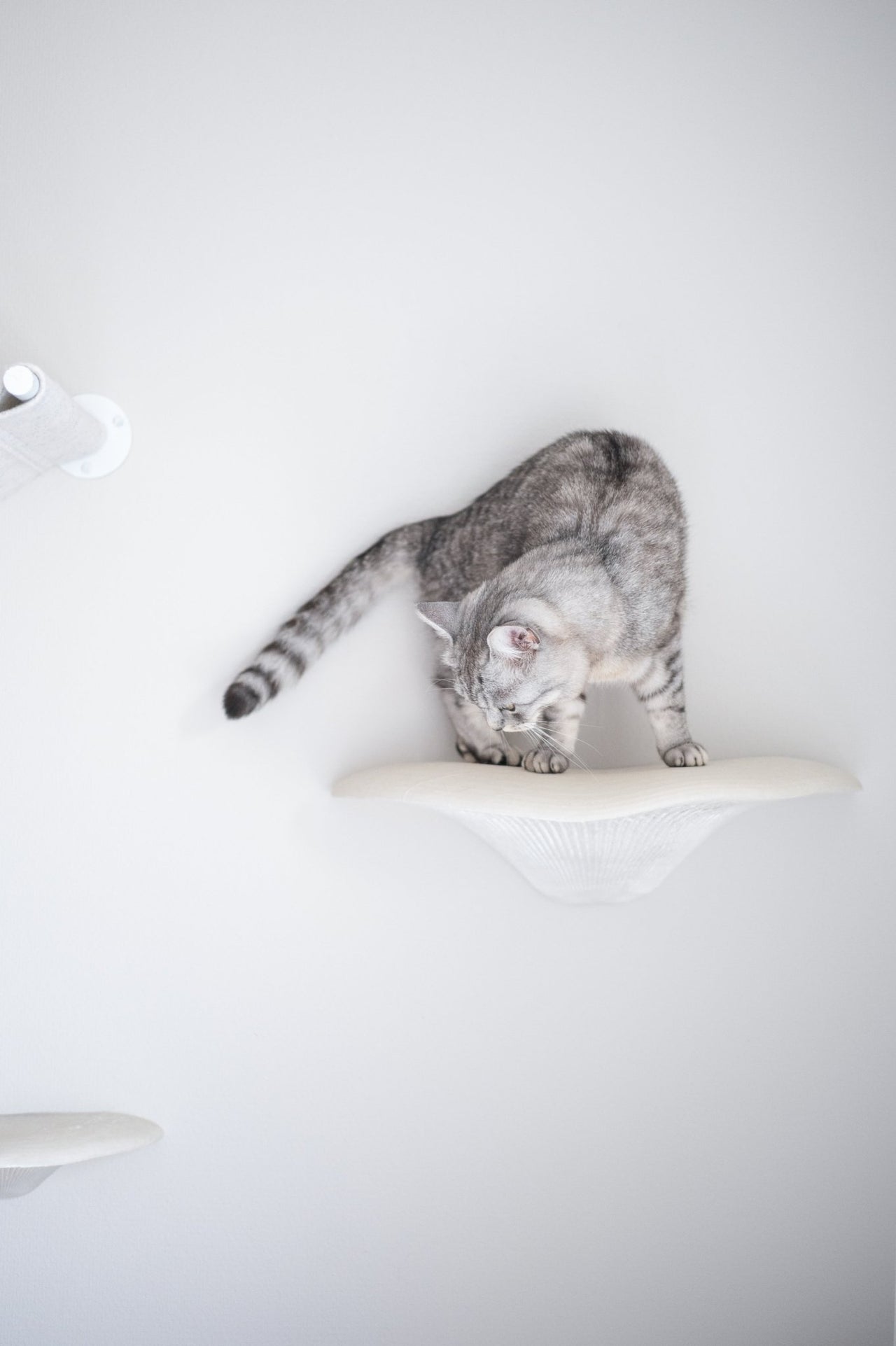 Steps | Wandstufen - groomatic